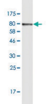 Monoclonal Anti-KRT6B antibody produced in mouse clone 3B6, purified immunoglobulin, buffered aqueous solution