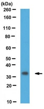 Anti-Fhl1 Antibody serum, from rabbit