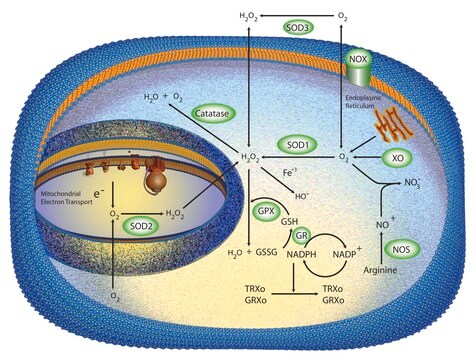 Superoxid-Dismutase aus Rindererythrocyten &#8805;3,000&#160;units/mg protein, BioReagent, lyophilized powder, suitable for cell culture