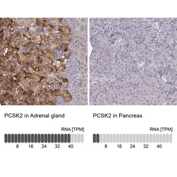 Anti-PCSK2 antibody produced in rabbit Prestige Antibodies&#174; Powered by Atlas Antibodies, affinity isolated antibody, buffered aqueous glycerol solution