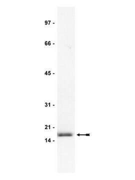 Anti-FGF-2/basic FGF Antibody, clone bFM-2 clone bFM-2, Upstate&#174;, from mouse