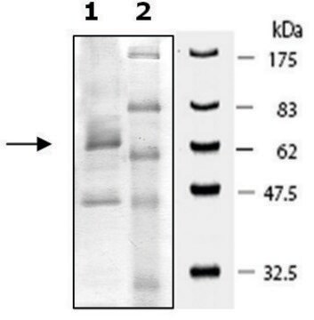 PDE7B active rat recombinant, expressed in baculovirus infected Sf9 cells, &#8805;30% (SDS-PAGE)