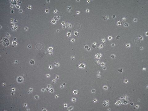 Lignée de cellules d'adénocarcinome pulmonaire humain Calu-3