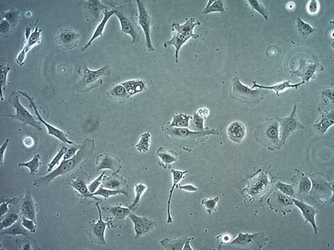 SK-MEL-37 Human Melanoma Cell Line