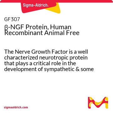 &#946;-NGFタンパク質、ヒトリコンビナント動物フリー The Nerve Growth Factor is a well characterized neurotropic protein that plays a critical role in the development of sympathetic &amp; some sensory neurons in the peripheral nervous system. Manufactured using all non-animal reagents.