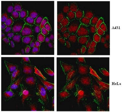 Anticorps anti-KEAP1 from rabbit, purified by affinity chromatography