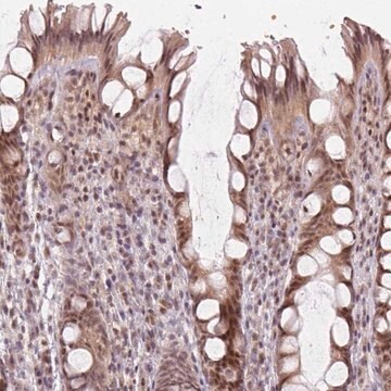 Anty-KAT6A Prestige Antibodies&#174; Powered by Atlas Antibodies, affinity isolated antibody