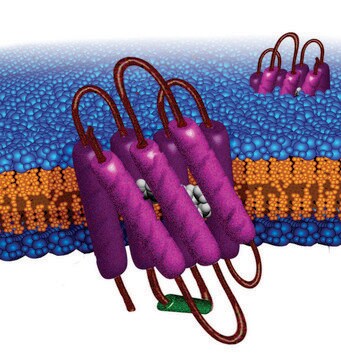 バクテリオロドプシン Halobacterium salinarum由来 native sequence, lyophilized powder