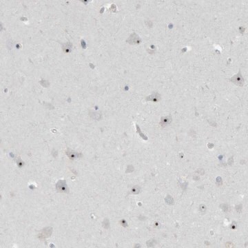 Anti-RPF1 antibody produced in rabbit Prestige Antibodies&#174; Powered by Atlas Antibodies, affinity isolated antibody, buffered aqueous glycerol solution