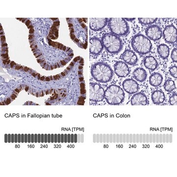 抗CAPS抗体 ウサギ宿主抗体 Prestige Antibodies&#174; Powered by Atlas Antibodies, affinity isolated antibody, buffered aqueous glycerol solution