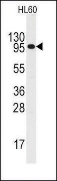 Anti-IL3R (C-term V759) antibody produced in rabbit Ig fraction of antiserum, buffered aqueous solution