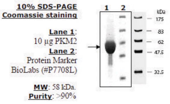 活性型ピルビン酸キナーゼM2 マウス由来 recombinant, expressed in E. coli, &#8805;90% (SDS-PAGE)