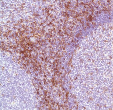 Anti-CD7 antibody, Rabbit monoclonal recombinant, expressed in proprietary host, clone SP94, affinity isolated antibody