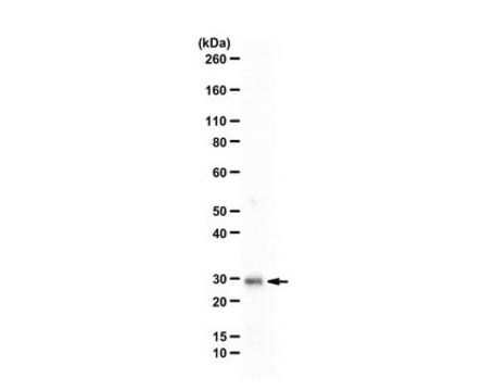 Anti-CHMP1B from rabbit, purified by affinity chromatography