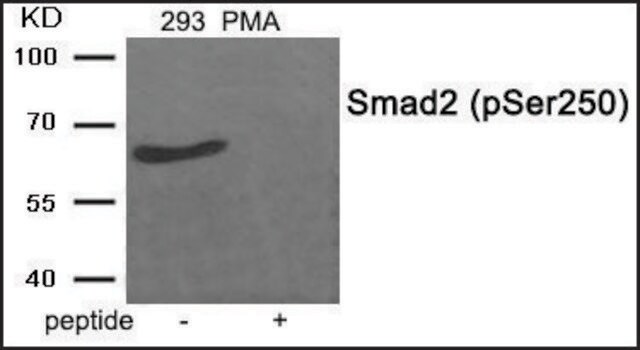 Anti-phospho-Smad2 (pSer250) antibody produced in rabbit affinity isolated antibody