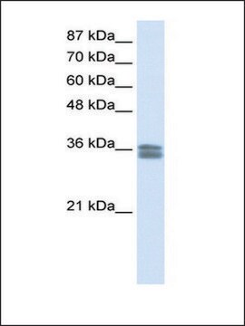 Anti-CACNG4 antibody produced in rabbit IgG fraction of antiserum