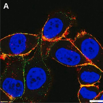 Anti-Integrin &#946;1 Antibody, clone P4C10 ZooMAb&#174; Mouse Monoclonal recombinant, expressed in HEK 293 cells