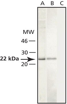 抗カベオリン1 ウサギ宿主抗体 affinity isolated antibody, buffered aqueous solution