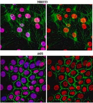 Anti-trimethyl Histone H3 (Lys27) Antibody, clone 18E9.1 clone 18E9.1, from mouse