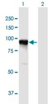 Anti-GSN antibody produced in mouse purified immunoglobulin, buffered aqueous solution