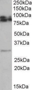 Anti-GPM6A antibody produced in goat affinity isolated antibody, buffered aqueous solution