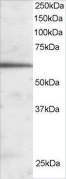 抗FOXA2/HNF3B抗体 ヤギ宿主抗体 affinity isolated antibody, buffered aqueous solution