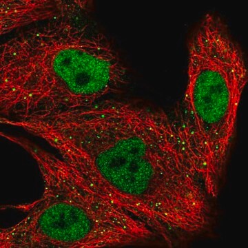 Anti-ZNF574 antibody produced in rabbit Prestige Antibodies&#174; Powered by Atlas Antibodies, affinity isolated antibody