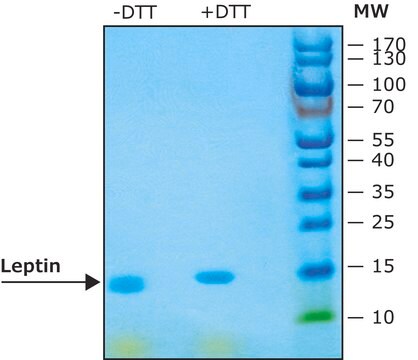 Leptin aus mouse &#8805;98% (SDS-PAGE), recombinant, expressed in E. coli, lyophilized powder