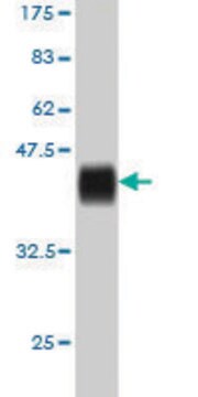 Monoclonal Anti-ITGA7 antibody produced in mouse clone 8G2, purified immunoglobulin, buffered aqueous solution