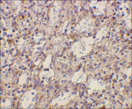 Anti-TLR2 antibody produced in rabbit affinity isolated antibody, buffered aqueous solution