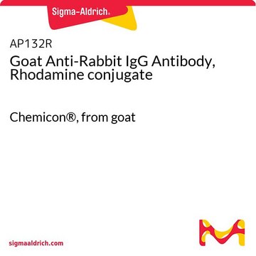 Goat Anti-Rabbit IgG Antibody, Rhodamine conjugate Chemicon&#174;, from goat