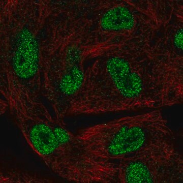 Anti-HORMAD1 antibody produced in rabbit Prestige Antibodies&#174; Powered by Atlas Antibodies, affinity isolated antibody