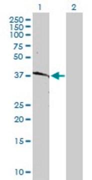 Anti-HLA-B antibody produced in rabbit purified immunoglobulin, buffered aqueous solution