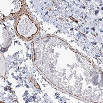 Anty-SCLT1 Prestige Antibodies&#174; Powered by Atlas Antibodies, affinity isolated antibody, buffered aqueous glycerol solution