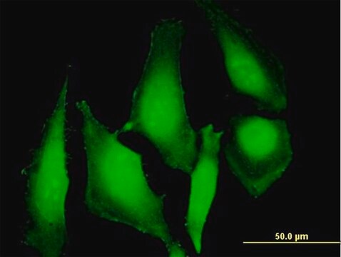 Anti-UBD antibody produced in mouse purified immunoglobulin, buffered aqueous solution