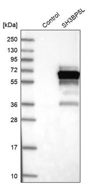 Anti-SH3BP5L antibody produced in rabbit Prestige Antibodies&#174; Powered by Atlas Antibodies, affinity isolated antibody, buffered aqueous glycerol solution