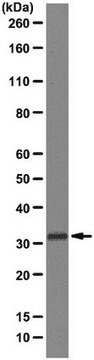 Anticorps anti-CMH de classe&nbsp;II (I-A/I-E), clone&nbsp;M5/114 clone M5/114, from rat