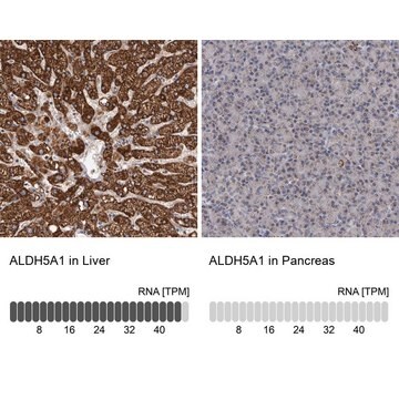 Anti-ALDH5A1 antibody produced in rabbit Prestige Antibodies&#174; Powered by Atlas Antibodies, affinity isolated antibody, buffered aqueous glycerol solution, ab2