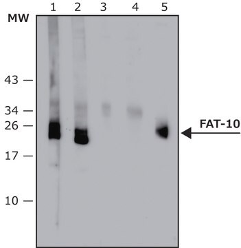 Anti-FAT10 (human specific) antibody, Mouse monoclonal clone FAT10-10, purified from hybridoma cell culture