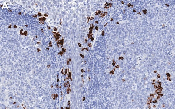 Anti-MZB1 Antibody, clone 1J15 ZooMAb&#174; Rabbit Monoclonal recombinant, expressed in HEK 293 cells