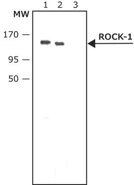 Anti-ROCK-1 antibody produced in rabbit IgG fraction of antiserum, buffered aqueous solution