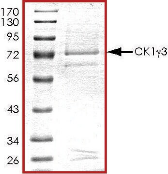 CK1 &#947; 3, active, GST tagged human PRECISIO&#174; Kinase, recombinant, expressed in baculovirus infected Sf9 cells, &#8805;70% (SDS-PAGE), buffered aqueous glycerol solution