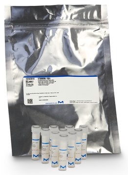 Staphylococcus aureus WDCM 00034 Vitroids&#8482; 15-80 CFU mean value range, certified reference material, suitable for microbiology, Manufactured by: Sigma-Aldrich Production GmbH, Switzerland