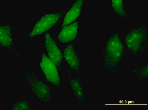 Monoclonal Anti-EIF4ENIF1, (C-terminal) antibody produced in mouse clone 2C4, purified immunoglobulin, buffered aqueous solution