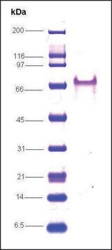 RNAポリメラーゼ II、 C末端 ヒト recombinant, expressed in E. coli, &#8805;85% (SDS-PAGE)