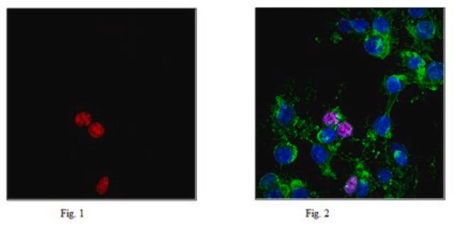 Anti-Phospho-Histon H2A.X(Ser139)-Antikörper, Klon JBW301, Alexa Fluor&#8482; 647 clone JBW301, 0.5&#160;mg/mL, from mouse