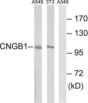 Anti-CNGB1 antibody produced in rabbit affinity isolated antibody