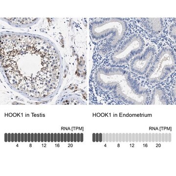 Anti-HOOK1 antibody produced in rabbit Prestige Antibodies&#174; Powered by Atlas Antibodies, affinity isolated antibody, buffered aqueous glycerol solution, Ab2