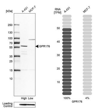 Anti-GPR176 antibody produced in rabbit Prestige Antibodies&#174; Powered by Atlas Antibodies, affinity isolated antibody, buffered aqueous glycerol solution