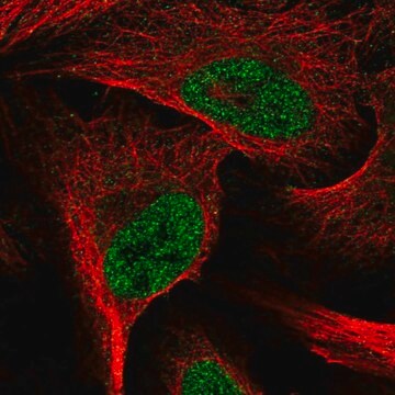 Anti-E2F6 antibody produced in rabbit Prestige Antibodies&#174; Powered by Atlas Antibodies, affinity isolated antibody